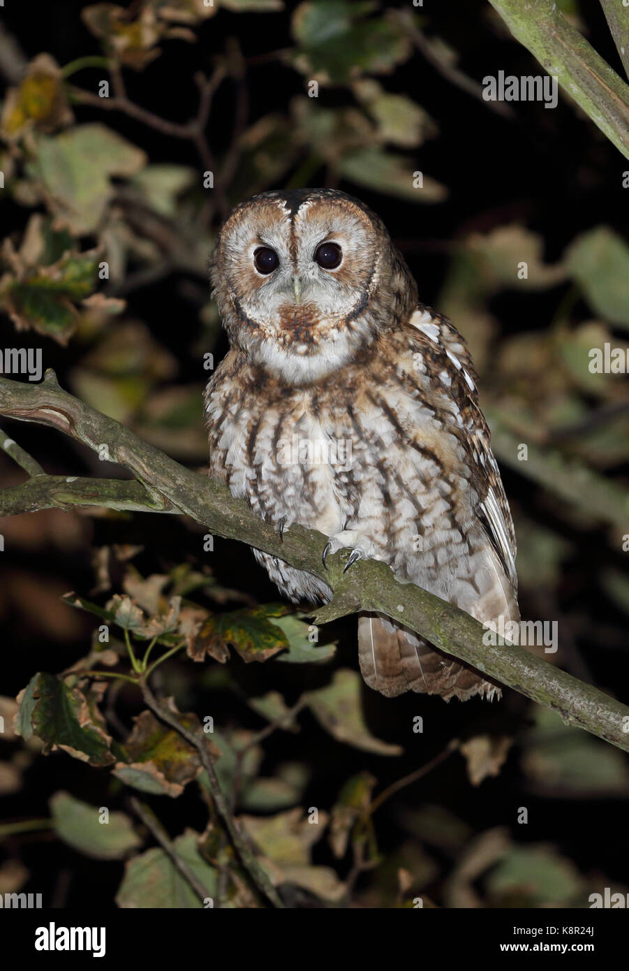 Tawny Owl (Strix aluco sylvatica) adult male perched on branch  Eccles-on-sea, Norfolk        October Stock Photo