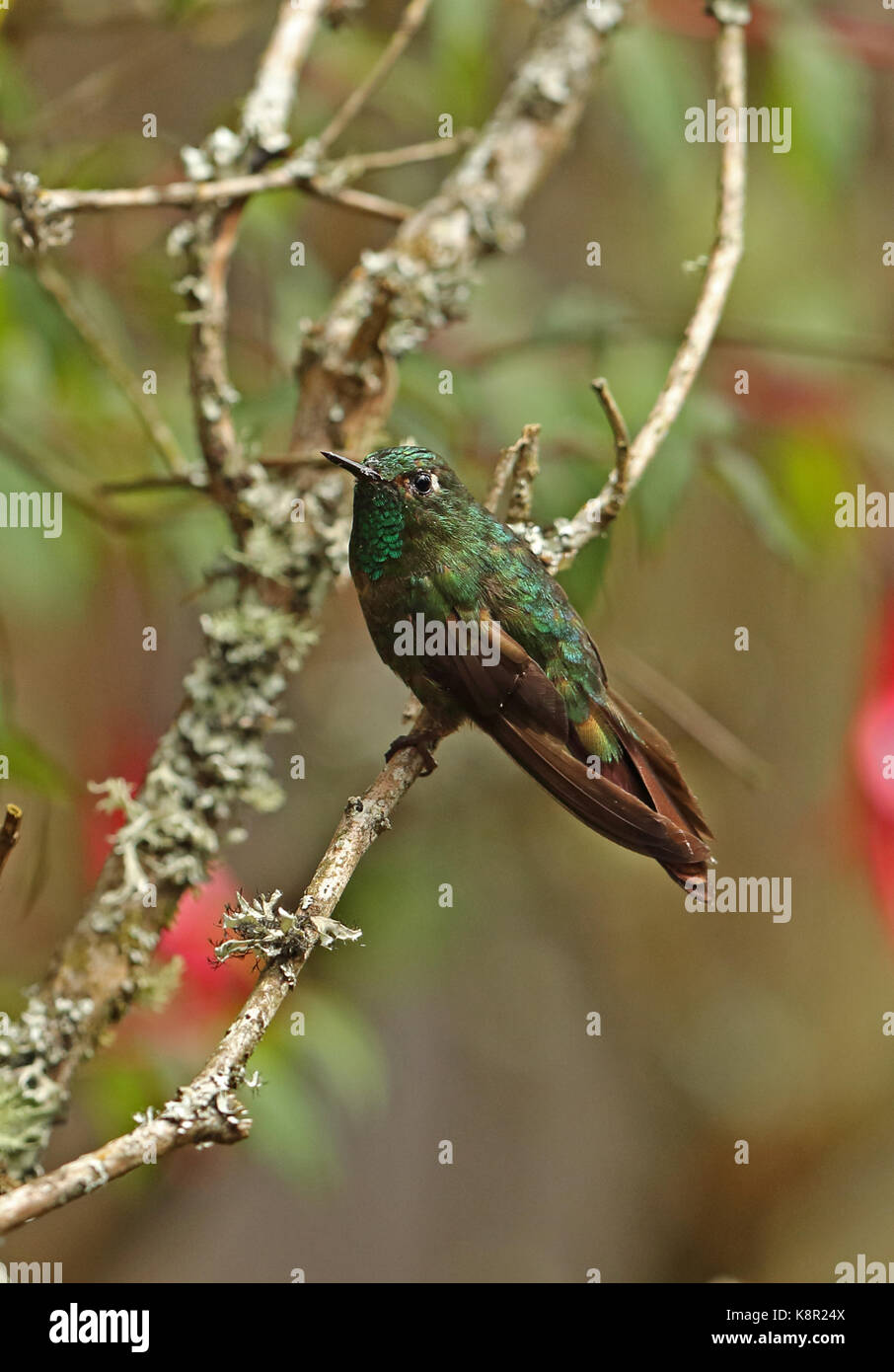 Tyrian Metaltail (Metallura tyrianthina tyrianthina) adult male perched on twig  Guasca, near Bogota, Colombia      November Stock Photo