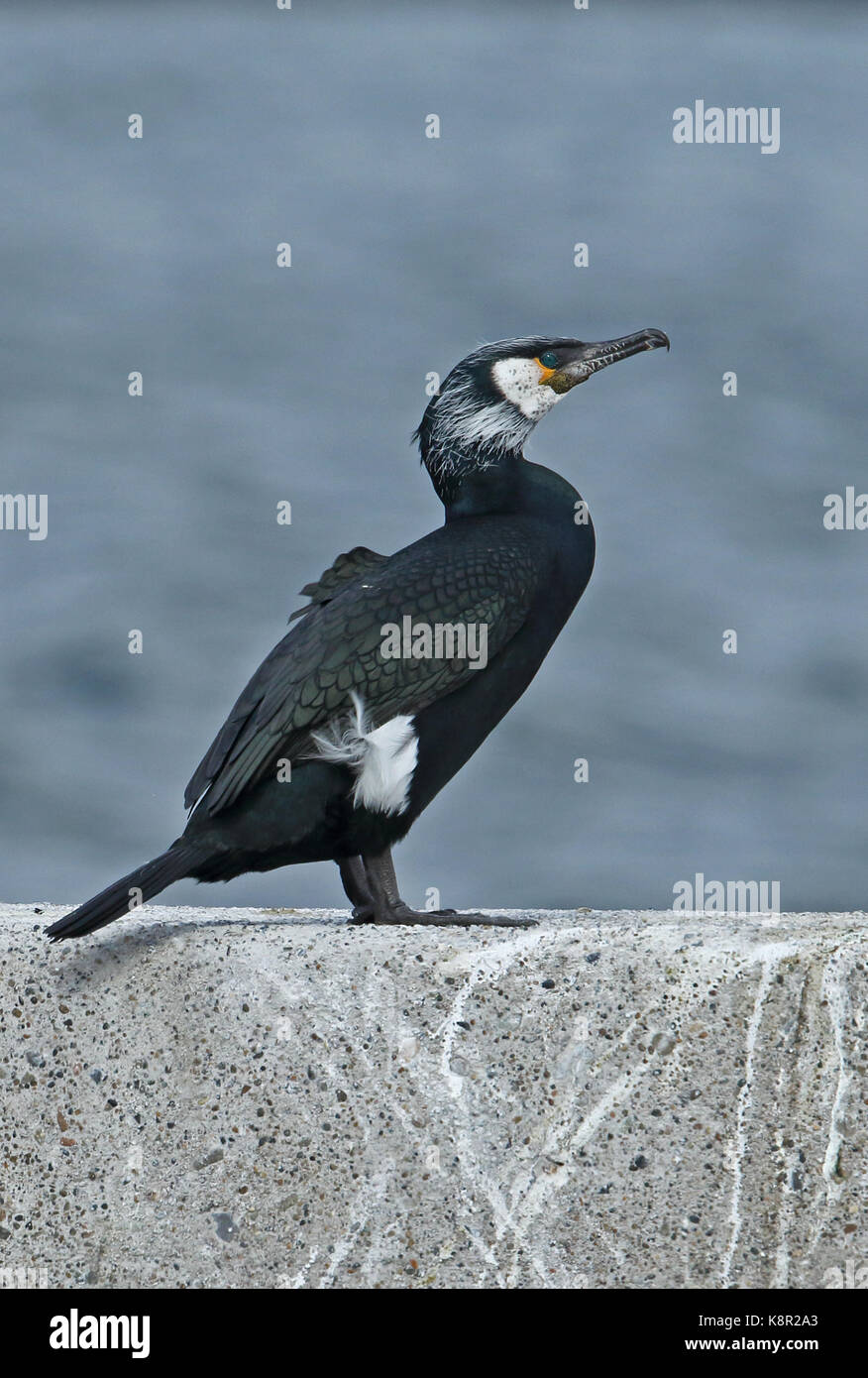Japanese Cormorant Phalacrocorax Capillatus Adult Standing On Sea