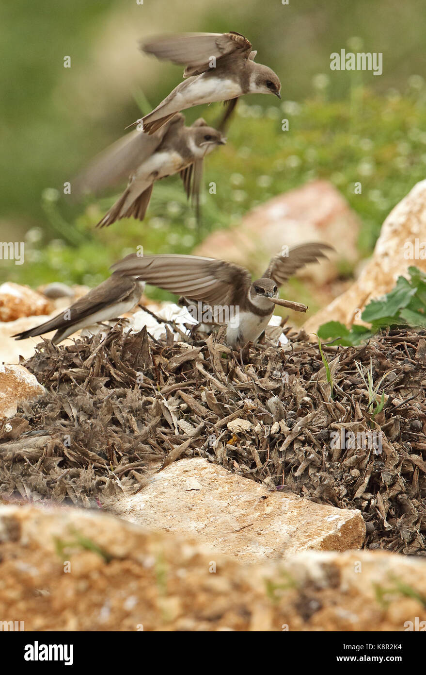 Shiny Riparia Sand Martin (Riparia riparia riparia) adults collecting nesting ...