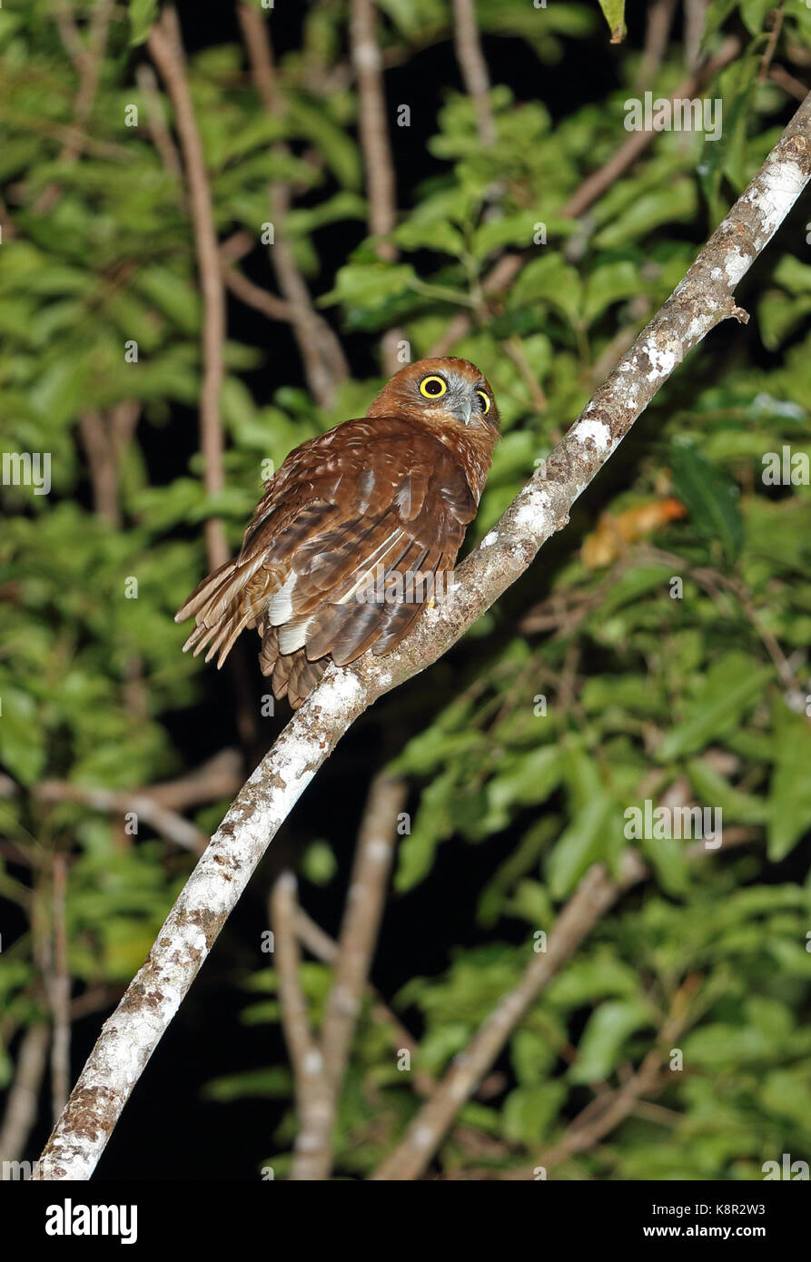 Christmas Boobook (Ninox natalis) adult perched on branch Christmas