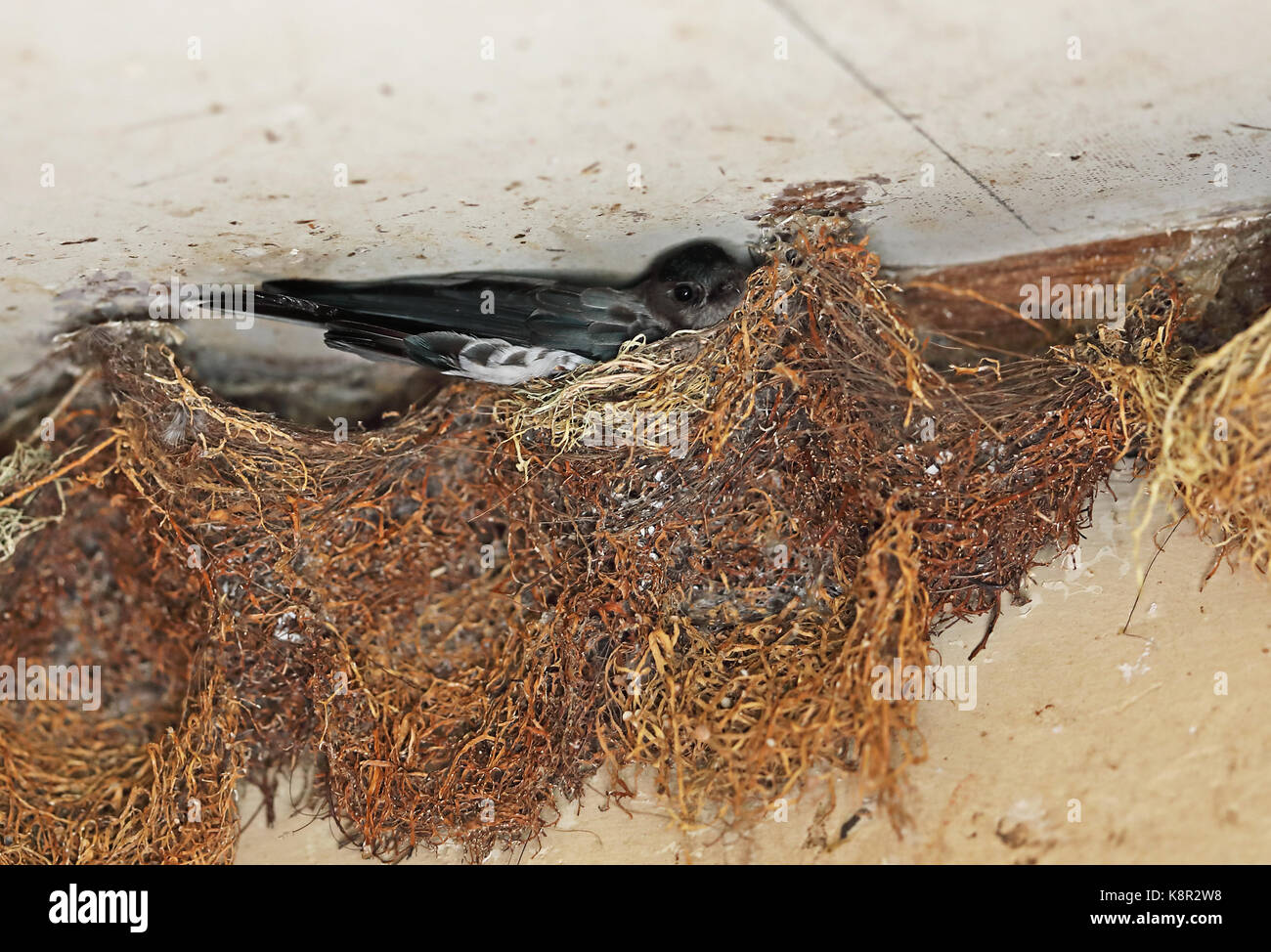 Glossy Swiftlet (Collocalia esculenta natalis) adult on nest  Christmas Island, Australia       July Stock Photo