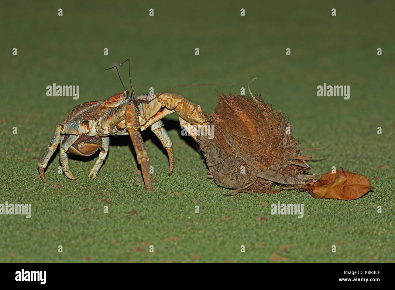 Robber Crab (Birgus latro) close up of adult at night dragging coconut