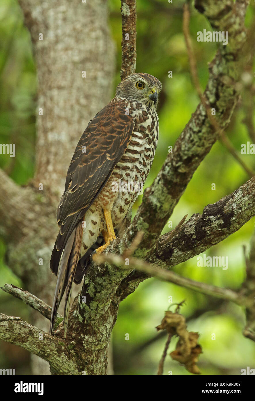 Christmas Island Goshawk (Accipiter fasciatus natalis) immature perched on branch  Christmas Island, Australia             July Stock Photo