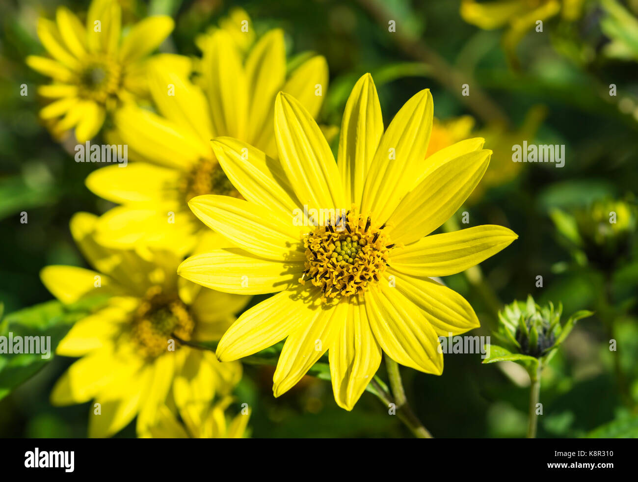 Flowers from a Helianthus 'Lemon Queen' plant, a perennial sunflower, in early Autumn in West Sussex, England, UK. Yellow flower closeup. Stock Photo