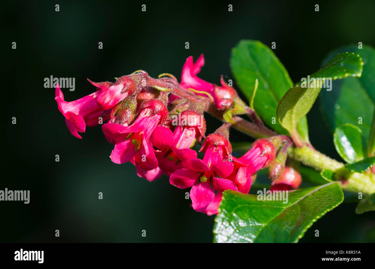 Red flowering Escallonia rubra hedge plant in early Autumn in West Sussex, UK. Stock Photo