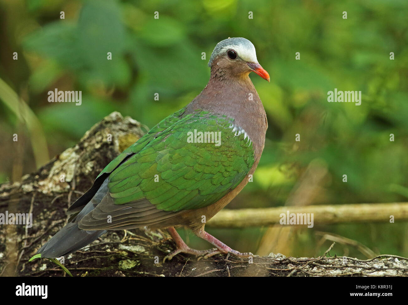 Grey Capped Emerald Dove Chalcophaps Indica Natalis Adult Standing On Fallen Tree Christmas Island Australia July Stock Photo Alamy