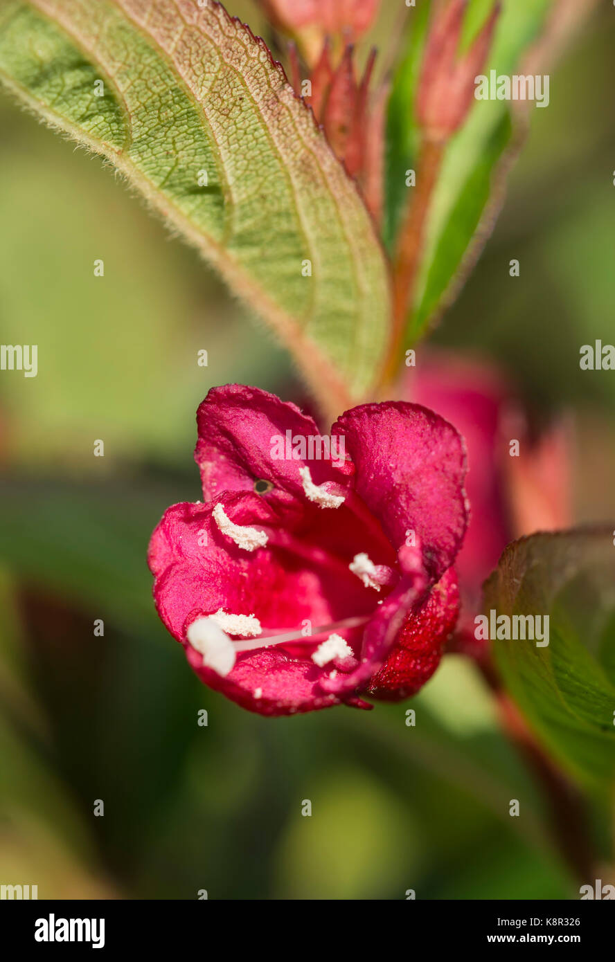 Red Weigela ornamental shrub flowering out of season in Autumn in West Sussex, England, UK. Macro portrait with copy space. Stock Photo