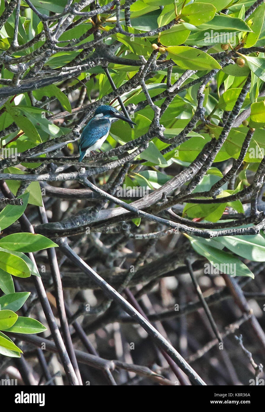Cerulean Kingfisher (Alcedo coerulescens) adult male perched on branch in mangrove  Bali Barat NP, Bali, Indonesia          July Stock Photo