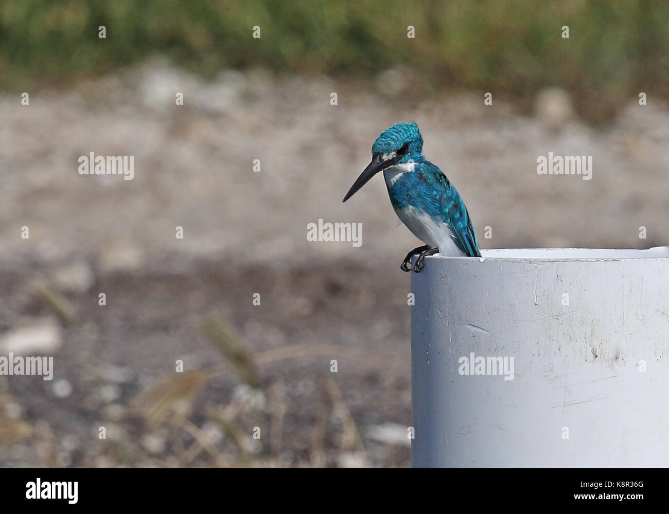 Cerulean Kingfisher (Alcedo coerulescens) adult male perched on pipe at fish farm  Bali, Indonesia          July Stock Photo