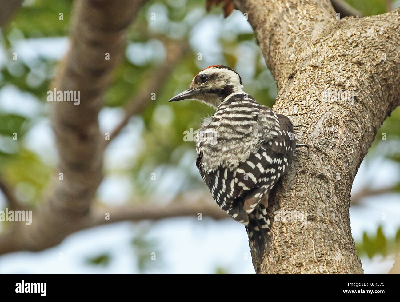 Freckle-breasted Woodpecker (Dendrocopos analis analis) male climbing tree trunk  Jakarta, Java, Indonesia        July Stock Photo