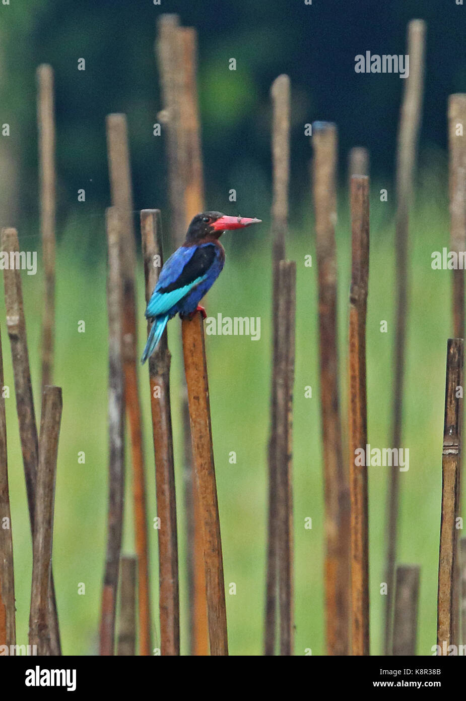 Javan Kingfisher (Halcyon cyanoventris) adult perched on dead stem  Bali, Indonesia       July Stock Photo