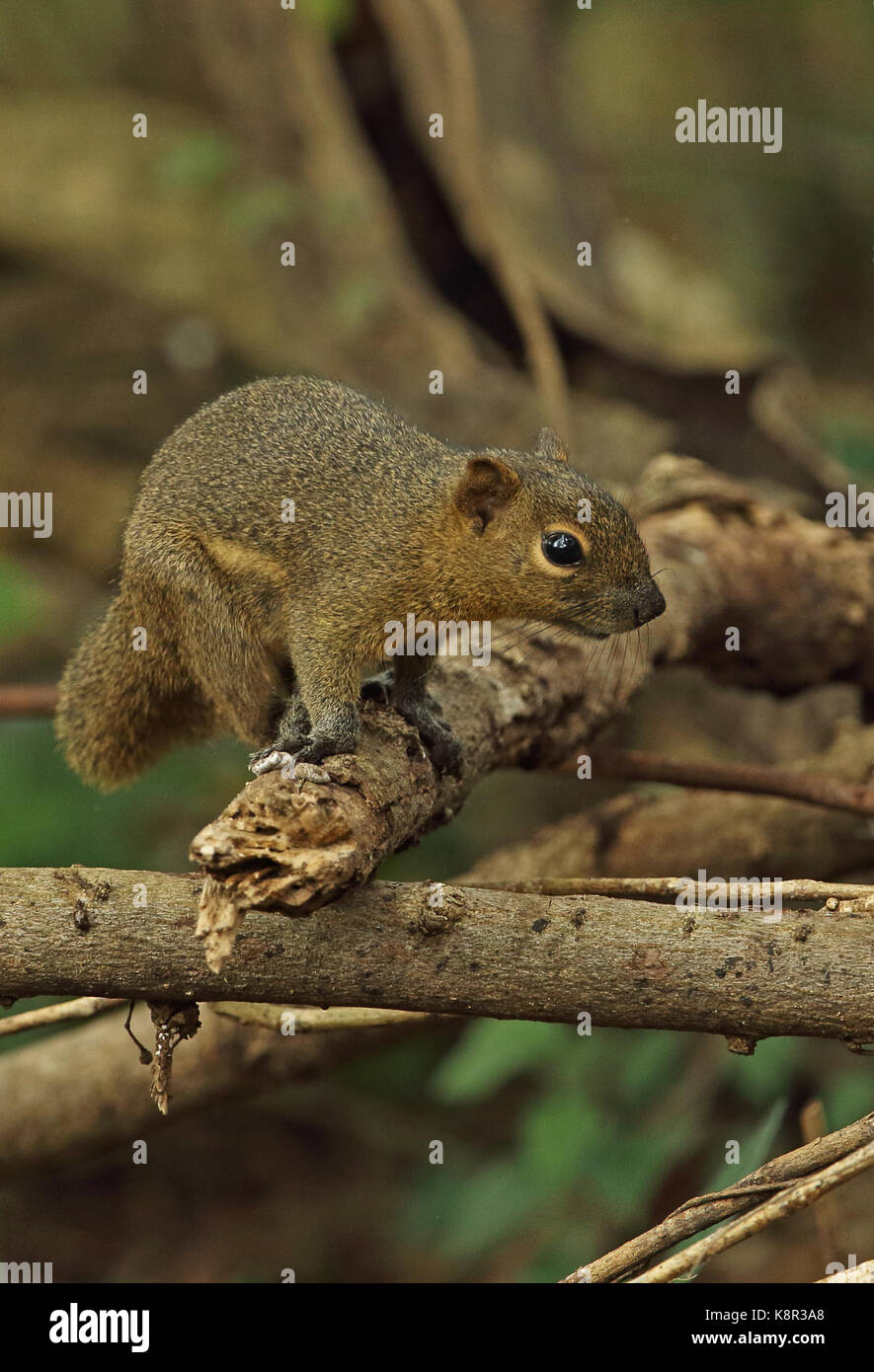Plantain squirrel callosciurus notatus hi-res stock photography and ...