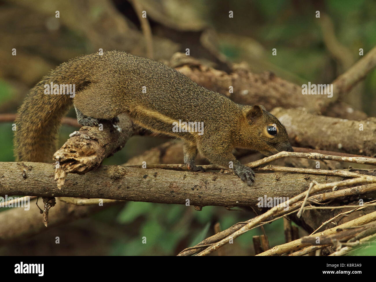 Squirrels of southeast asia hires stock photography and images Alamy