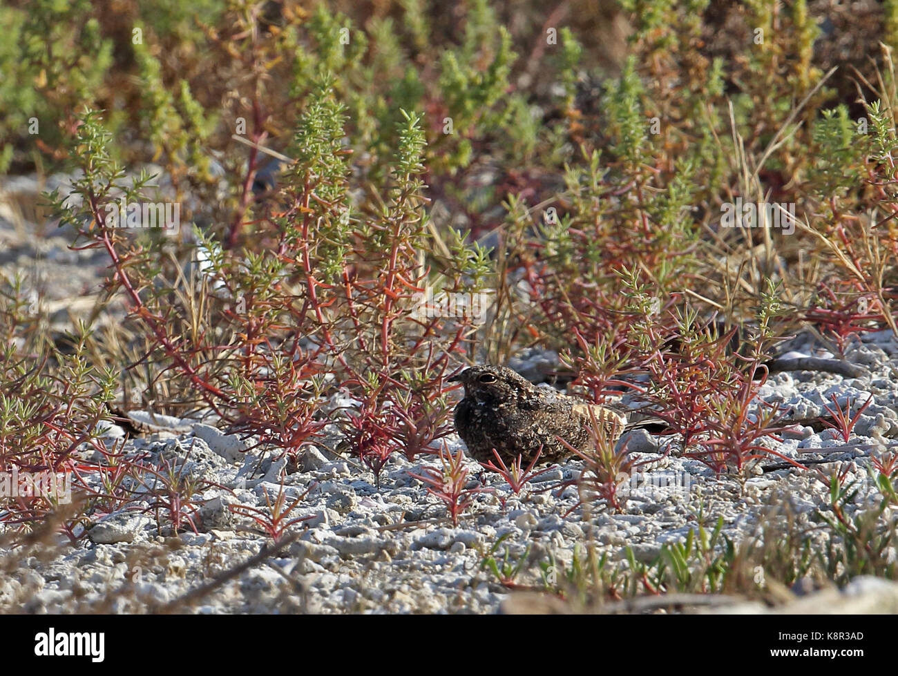 Savanna Nightjar (Caprimulgus affinis affinis) adult at rest on beach  Bali, Indonesia     July Stock Photo