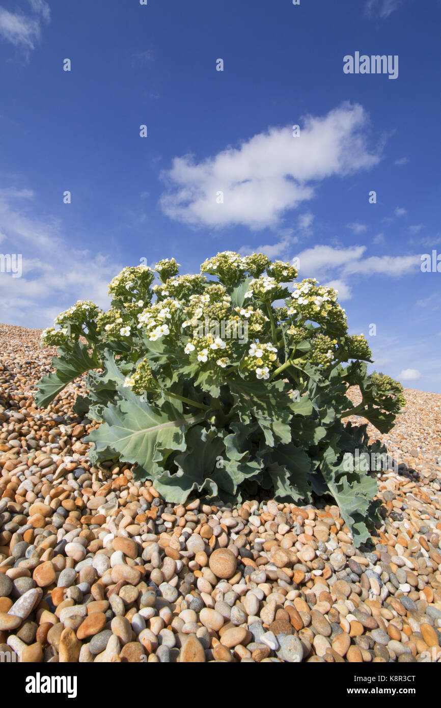 Sea Kale (Crambe maritima) flowering mass, growing on sloping shingle