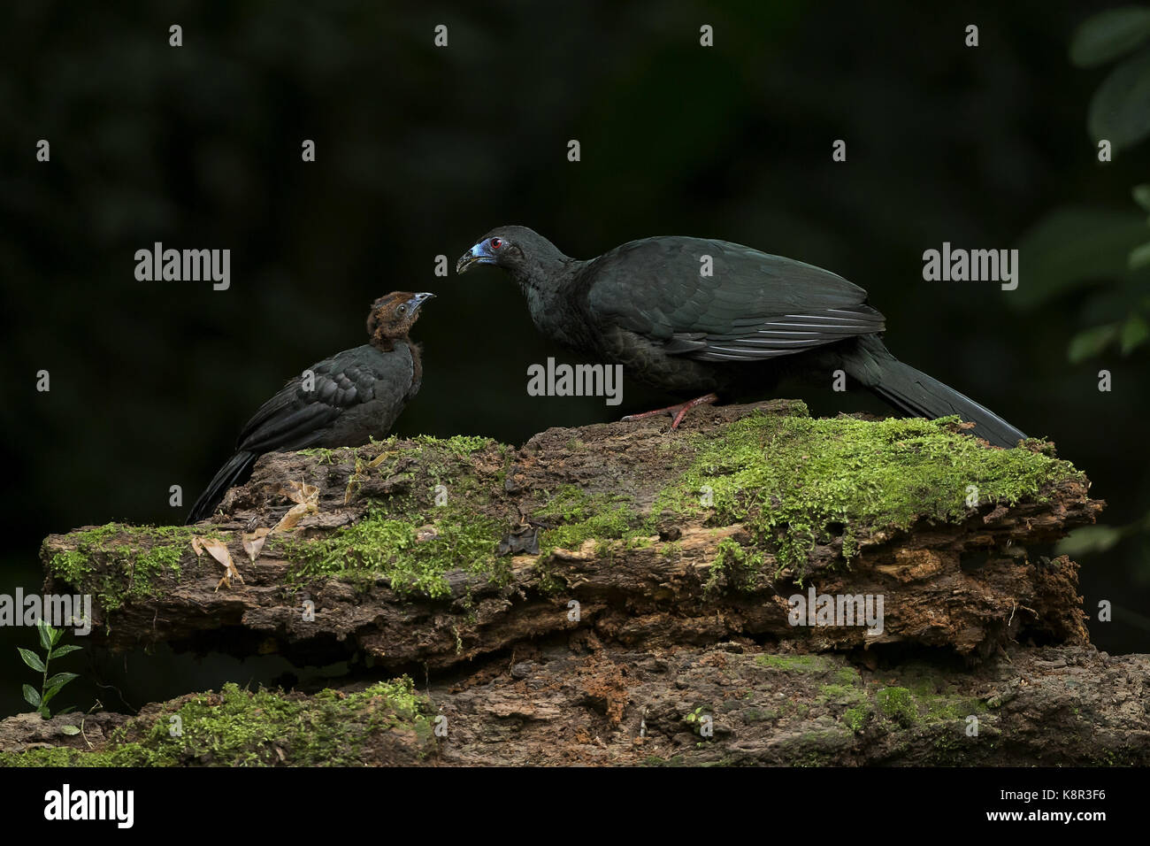 Black Guan (Chamaepetes unicolor), adult with chick, Costa Rica, July Stock Photo