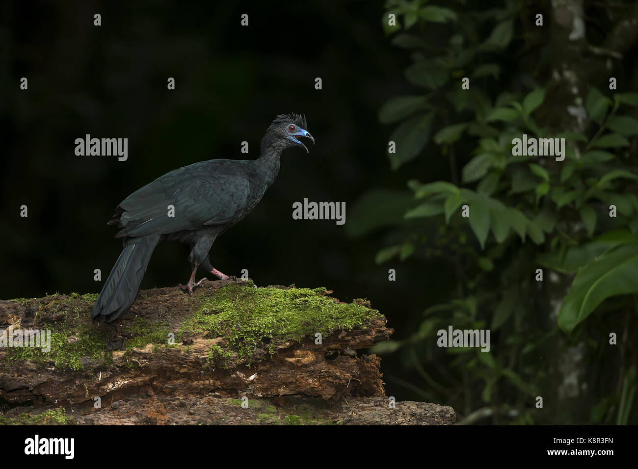 Black guan (Chamaeptes unicolor), Central Volcanic Range, Costa Rica, July Stock Photo