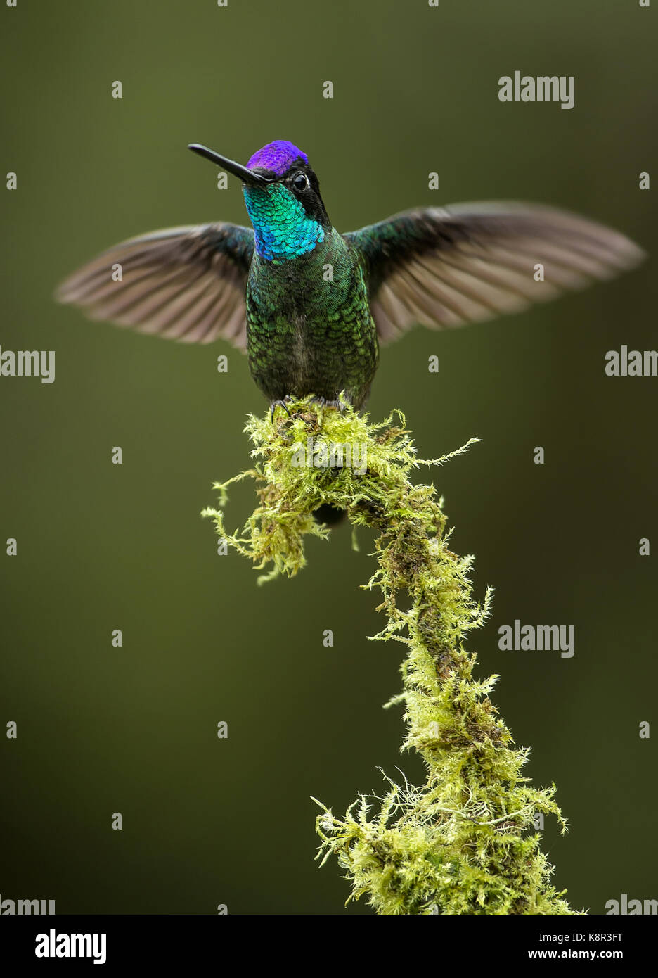 Magnificent hummingbird (Eugenes fulgens), sequence (4 of 4) of male displaying  front and throat colors, Talamanca Mountains, Costa Rica, July Stock Photo