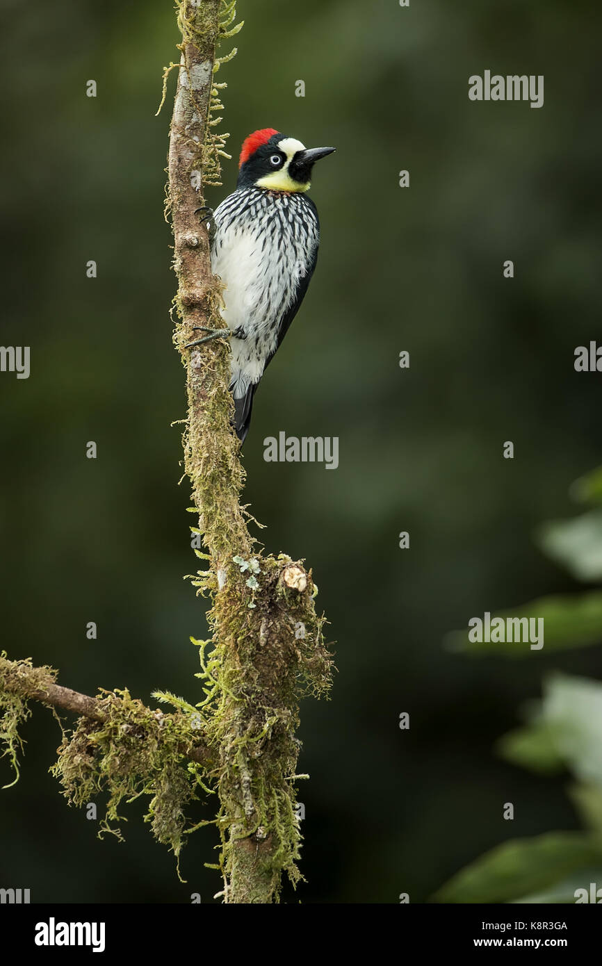 Acorn woodpecker (Melanerpes formicivorus stristipectus), Talamanca Mountains, Costa Rica, July Stock Photo