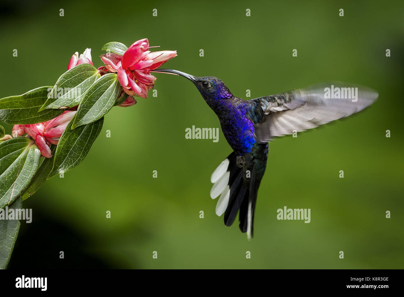 Violet sabrewing (Campylopterus hemileucurus), male feeding on flower