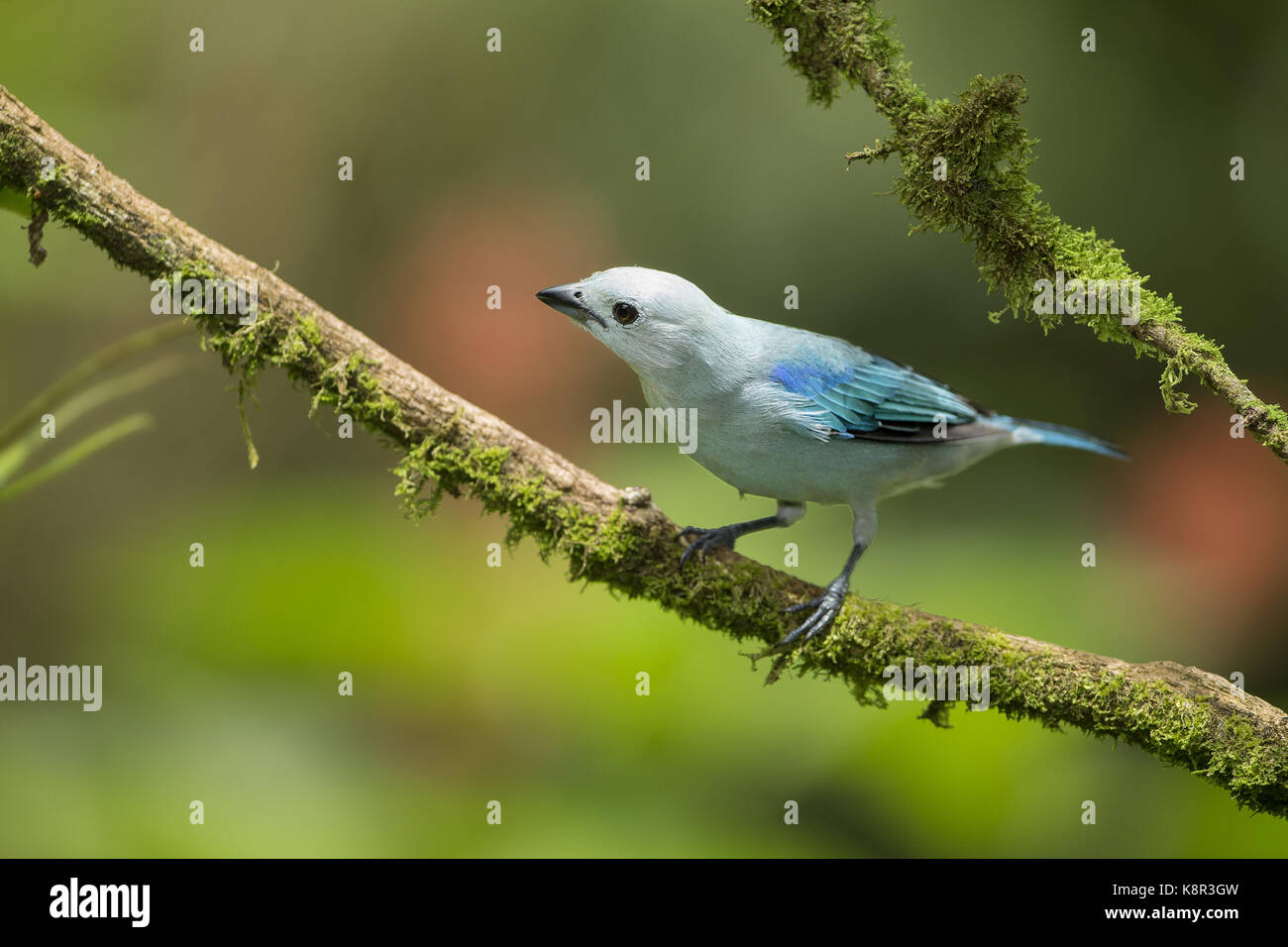 Blue-grey Tanager (Thraupis episcopus), on moss-covered branch, Costa Rica, July Stock Photo