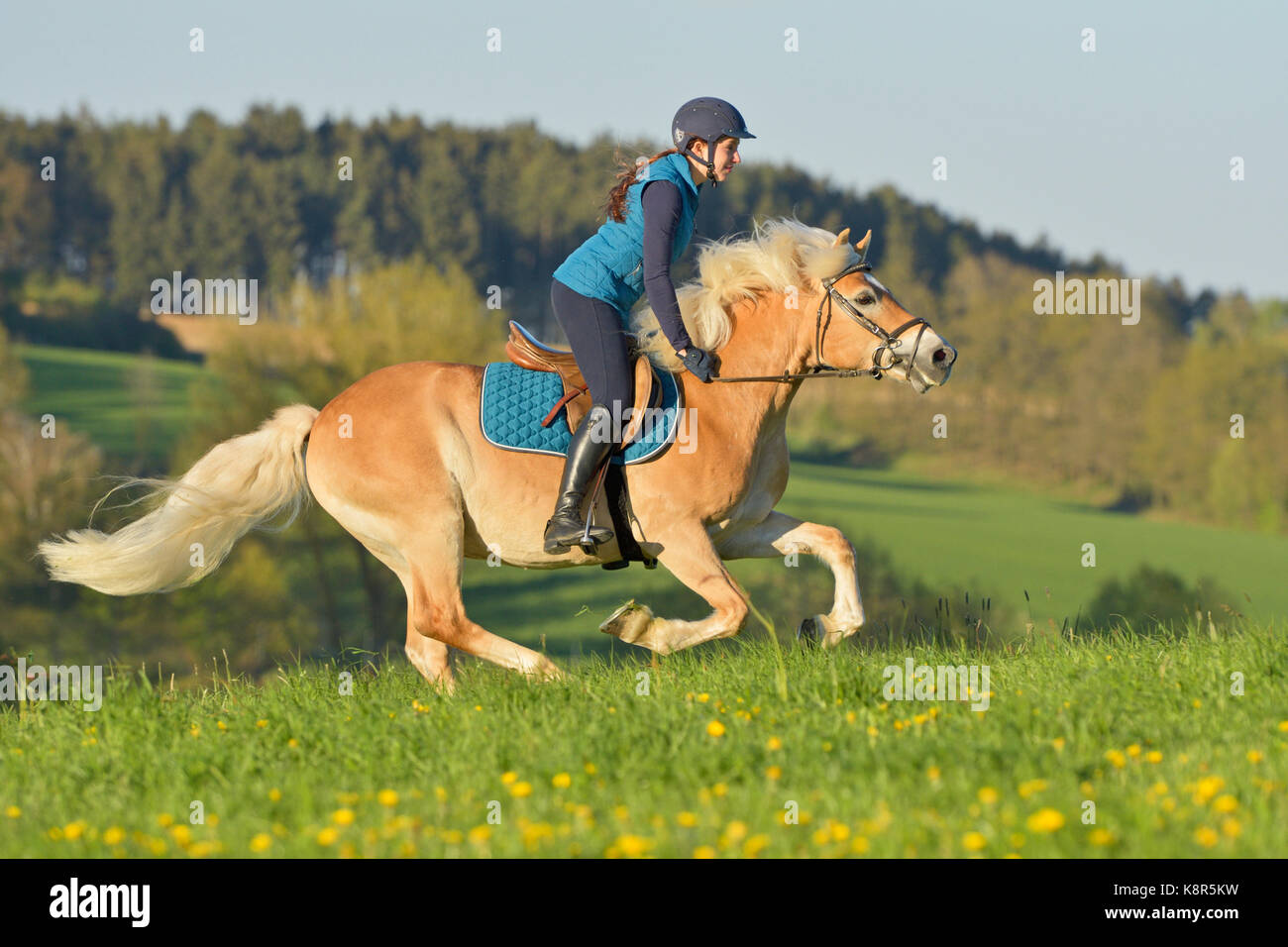 Rider on Haflinger horse galloping in a meadow Stock Photo - Alamy
