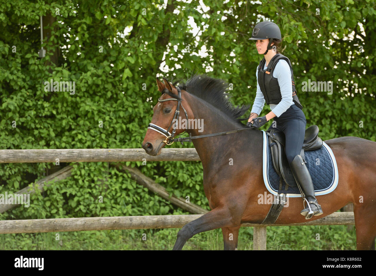 Young rider wearing a body protector on back of an Hanoverian horse Stock Photo