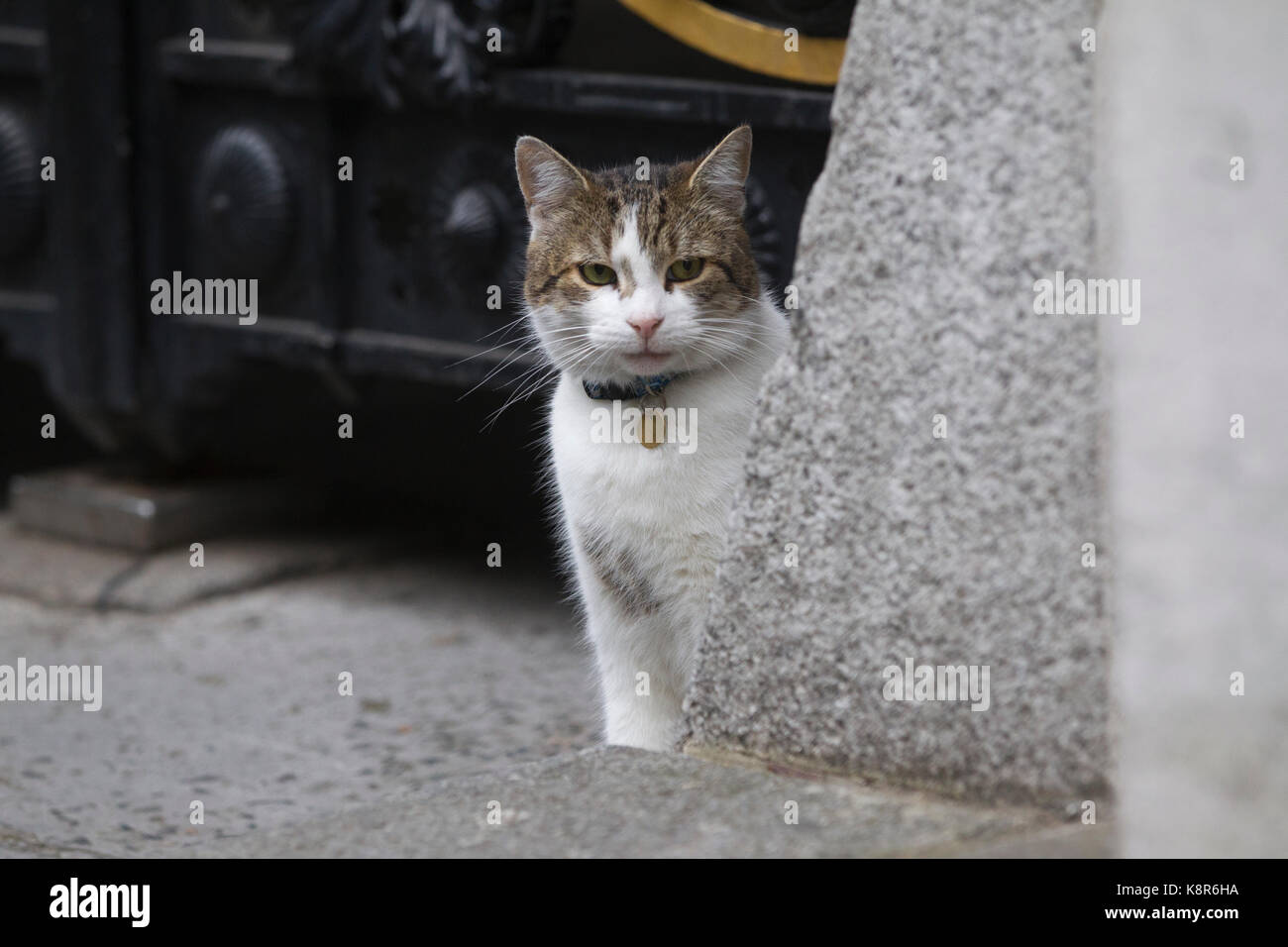 Larry the Downing Street cat, outside N10 Downing Street, Chief Mouser to the Cabinet Office, central London, England, UK Stock Photo