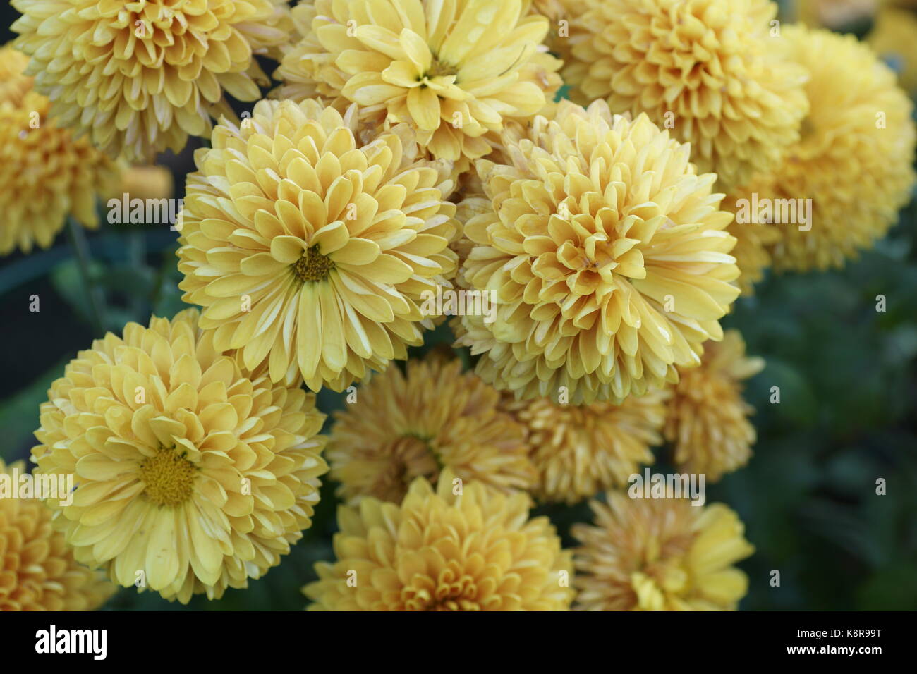 Chrysanthemum 'Roen Sarah' Stock Photo