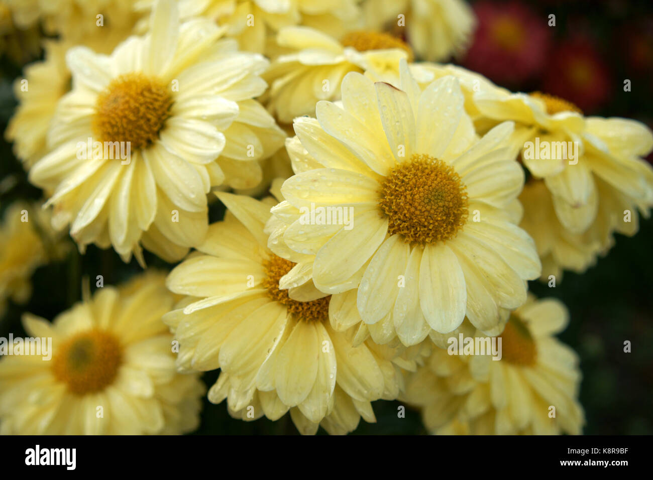 Chrysanthemum Primrose 'Enbee Wedding' Stock Photo