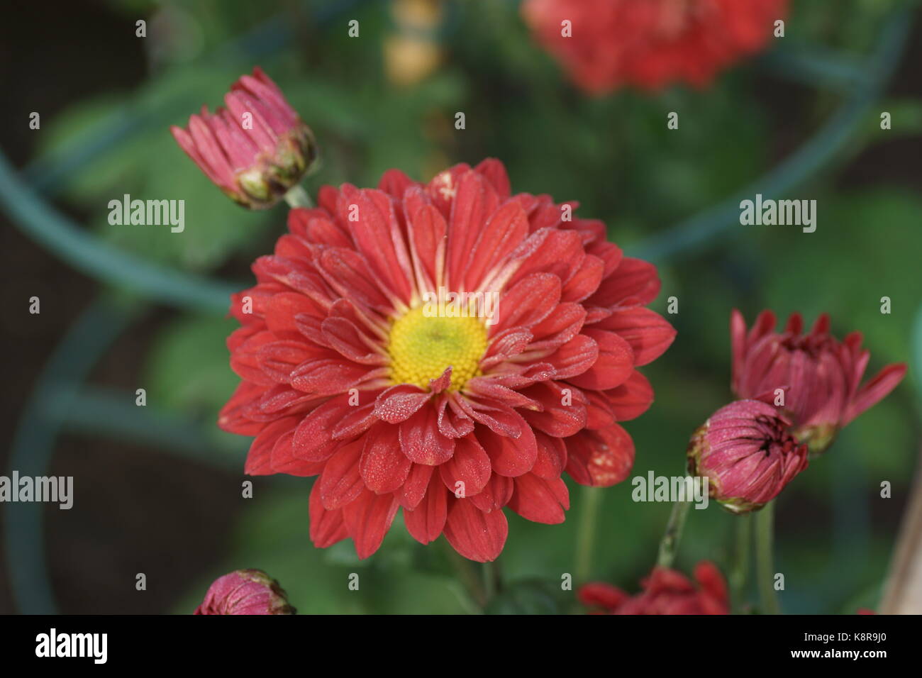 Chrysanthemum 'Ruby Enbee Wedding' Stock Photo