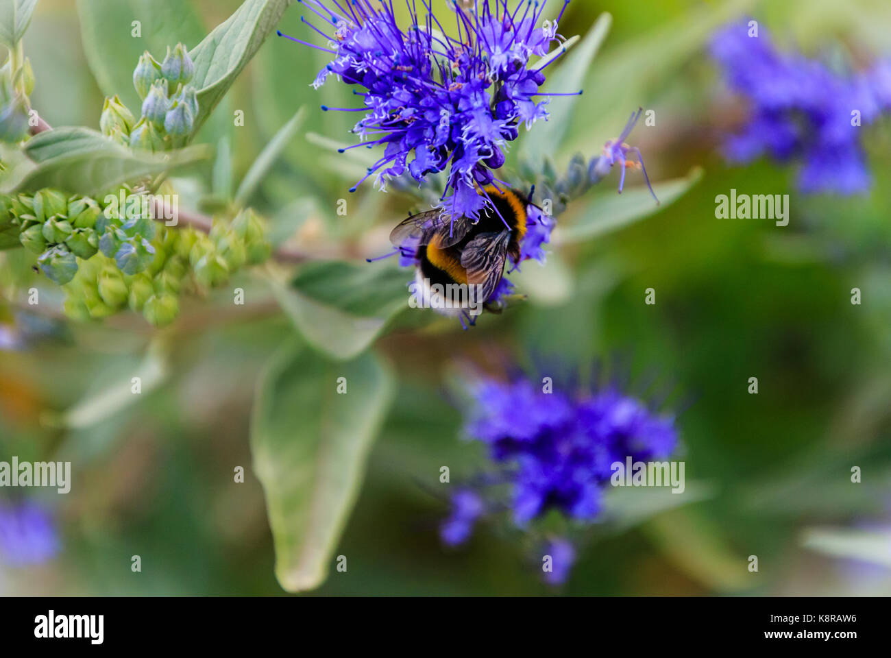 Ornamental Bluebeard Caryopteris x clandonensis 'Heavenly Blue' with Bumblebee Stock Photo