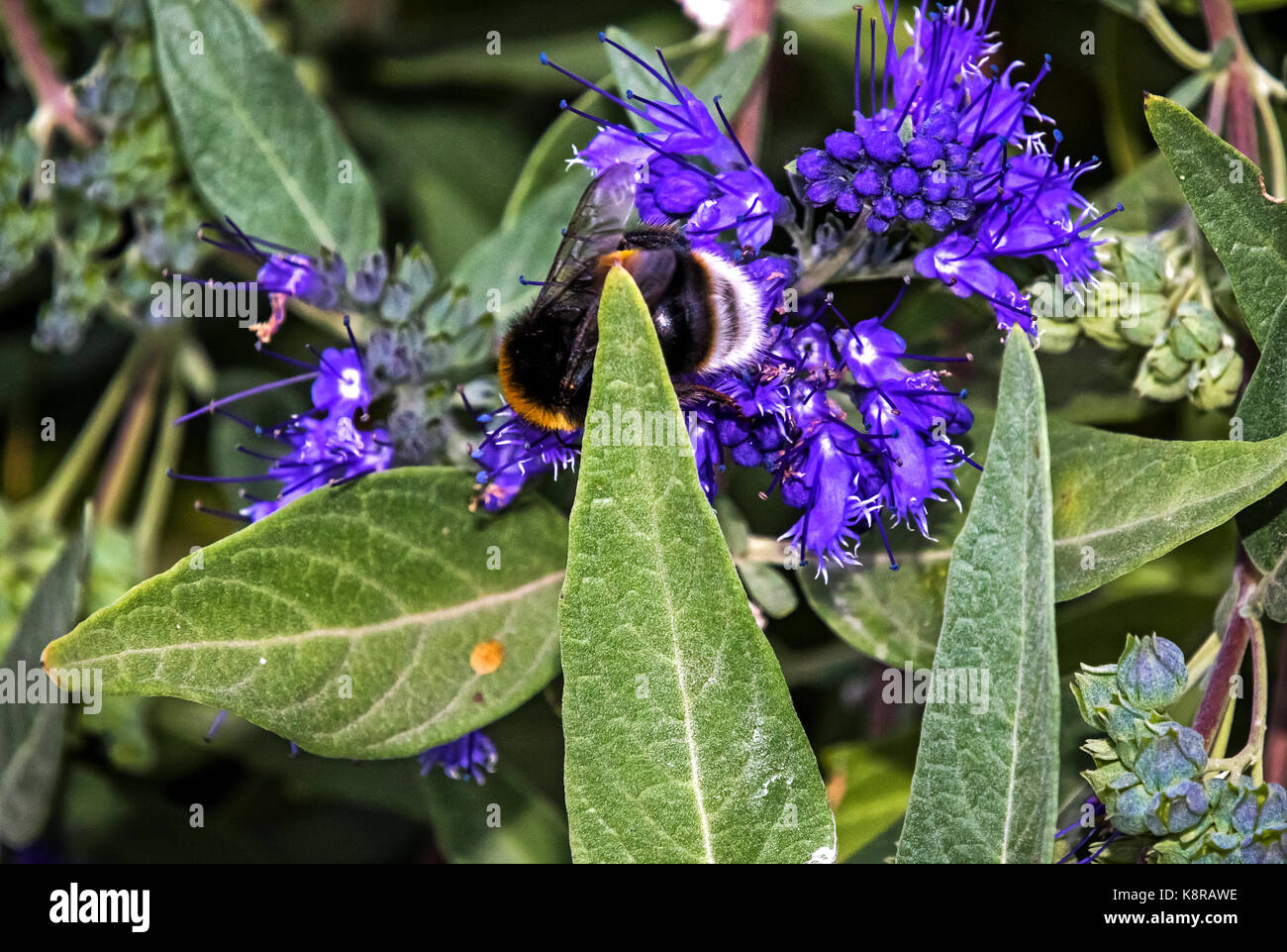 Ornamental Bluebeard Caryopteris x clandonensis 'Heavenly Blue' with Bumblebee Stock Photo
