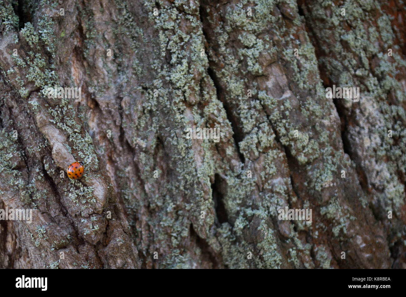 ladybug on a tree Stock Photo - Alamy