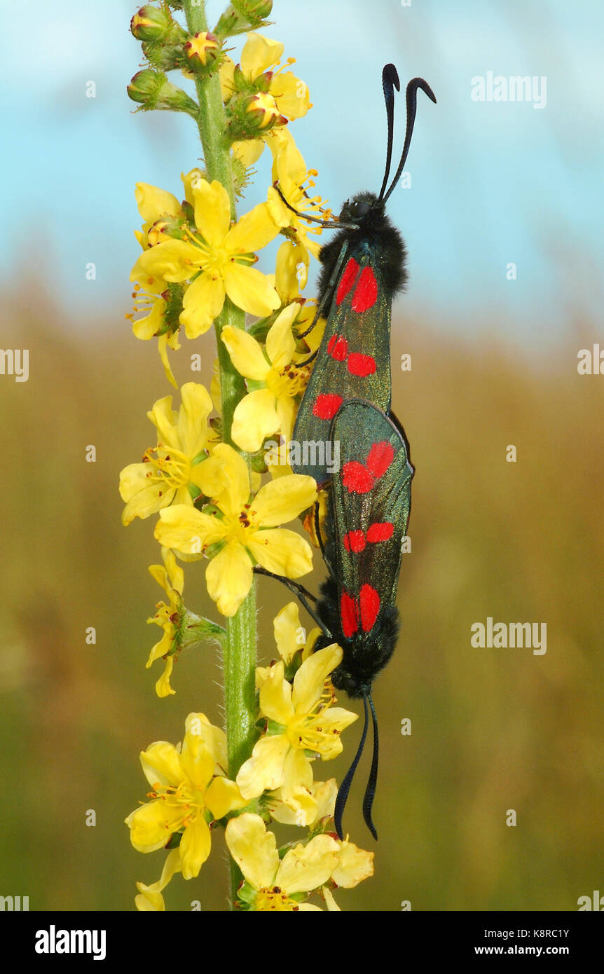 Six-Spot Burnet Moth, Zygaena Filipendulae, mating pair resting on a Agrimony flower Stock Photo