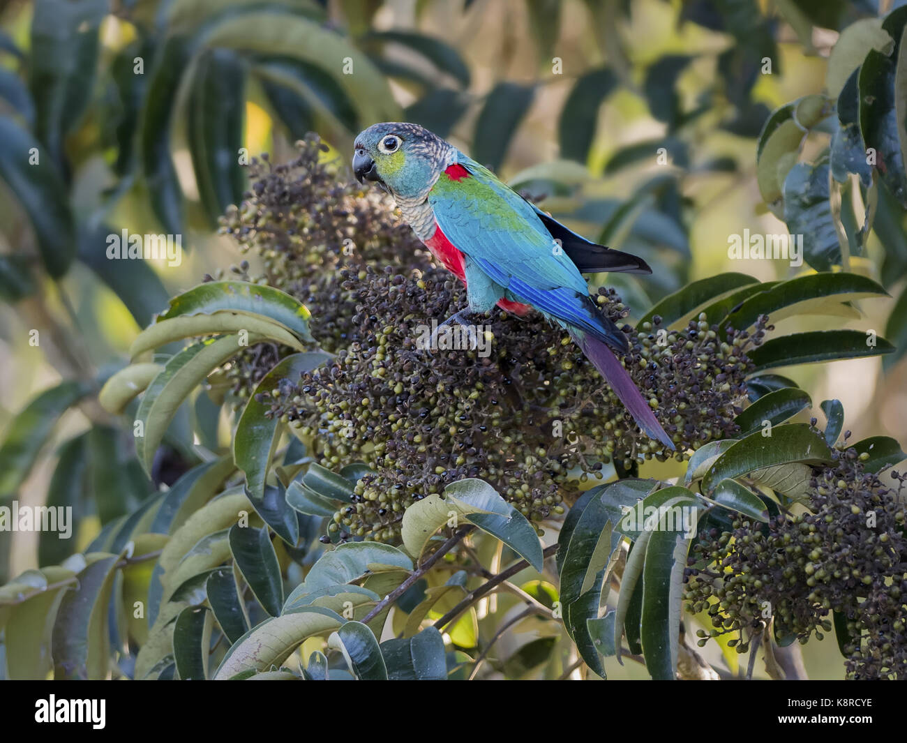 Crimson-bellied Parakeet (Pyrrhura perlata), Mato Grosso, Brazil, June Stock Photo