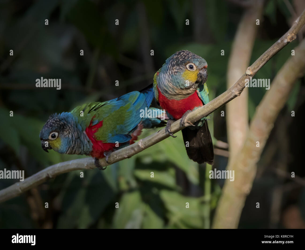 Crimson-bellied Parakeet (Pyrrhura perlata), pair, Mato Grosso, Brazil, June Stock Photo
