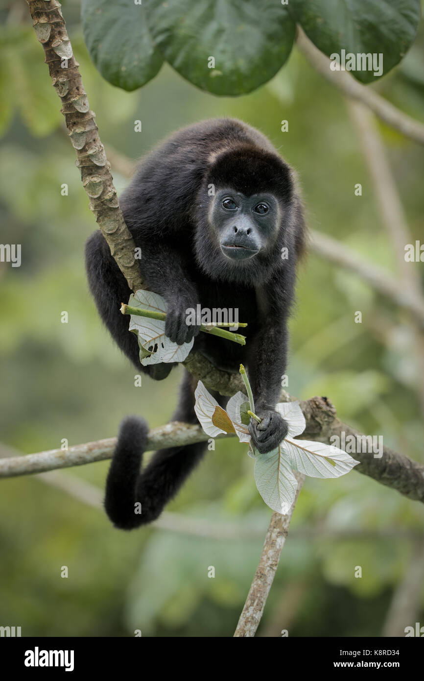 Mantled Howler Monkey (Alouatta palliata), holding cecropia tree leaves, Gamboa, Panama, december Stock Photo