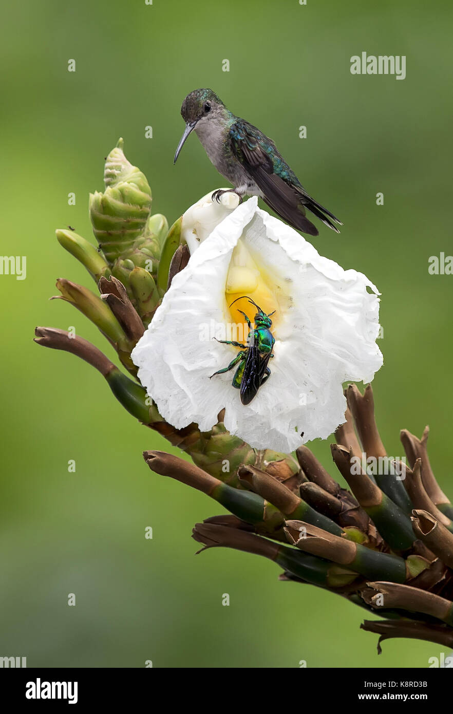Female green crowned woodnymph hi-res stock photography and images - Alamy