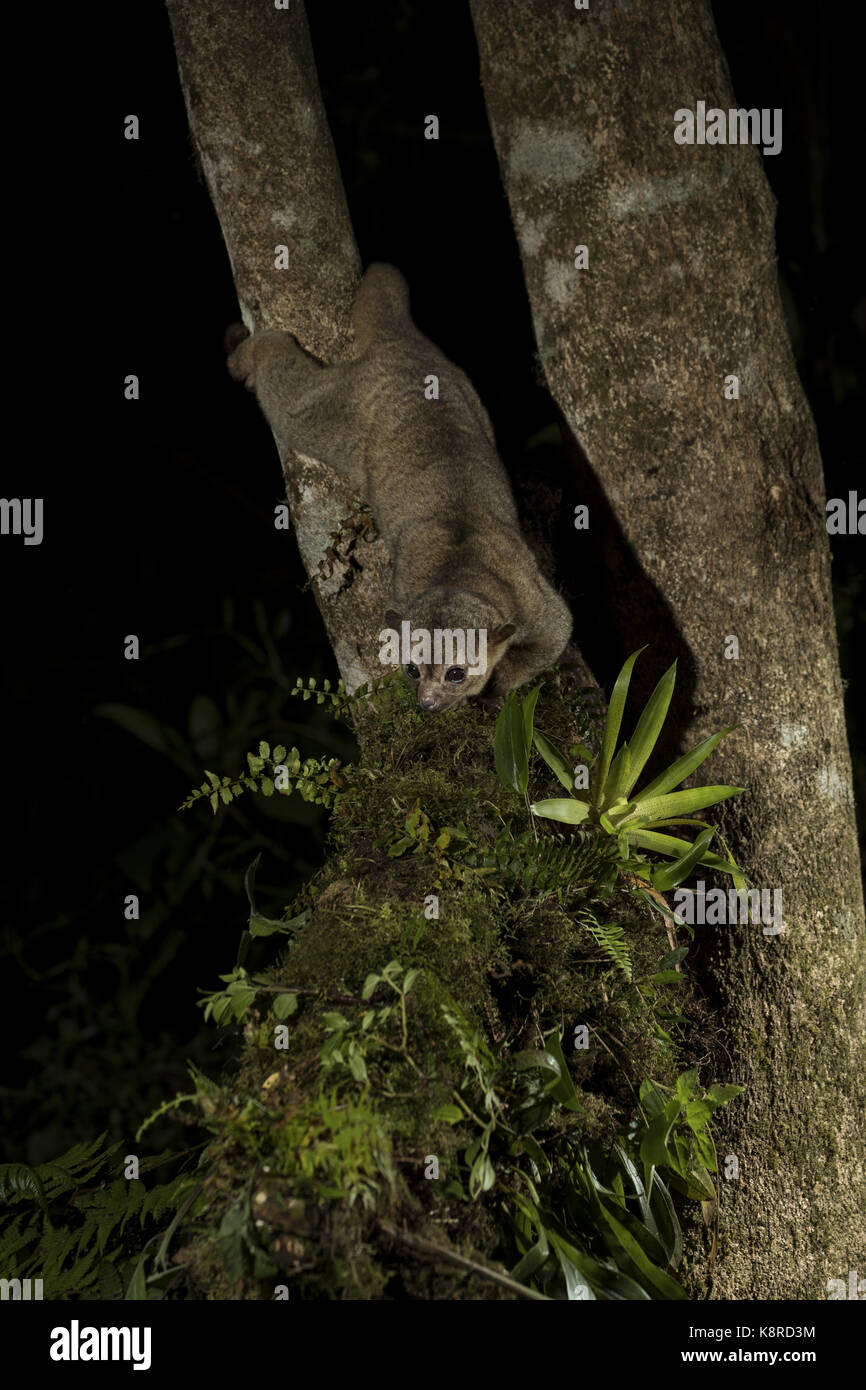 Kinkajou (Potos flavus), Chiriqu', Panama, February Stock Photo