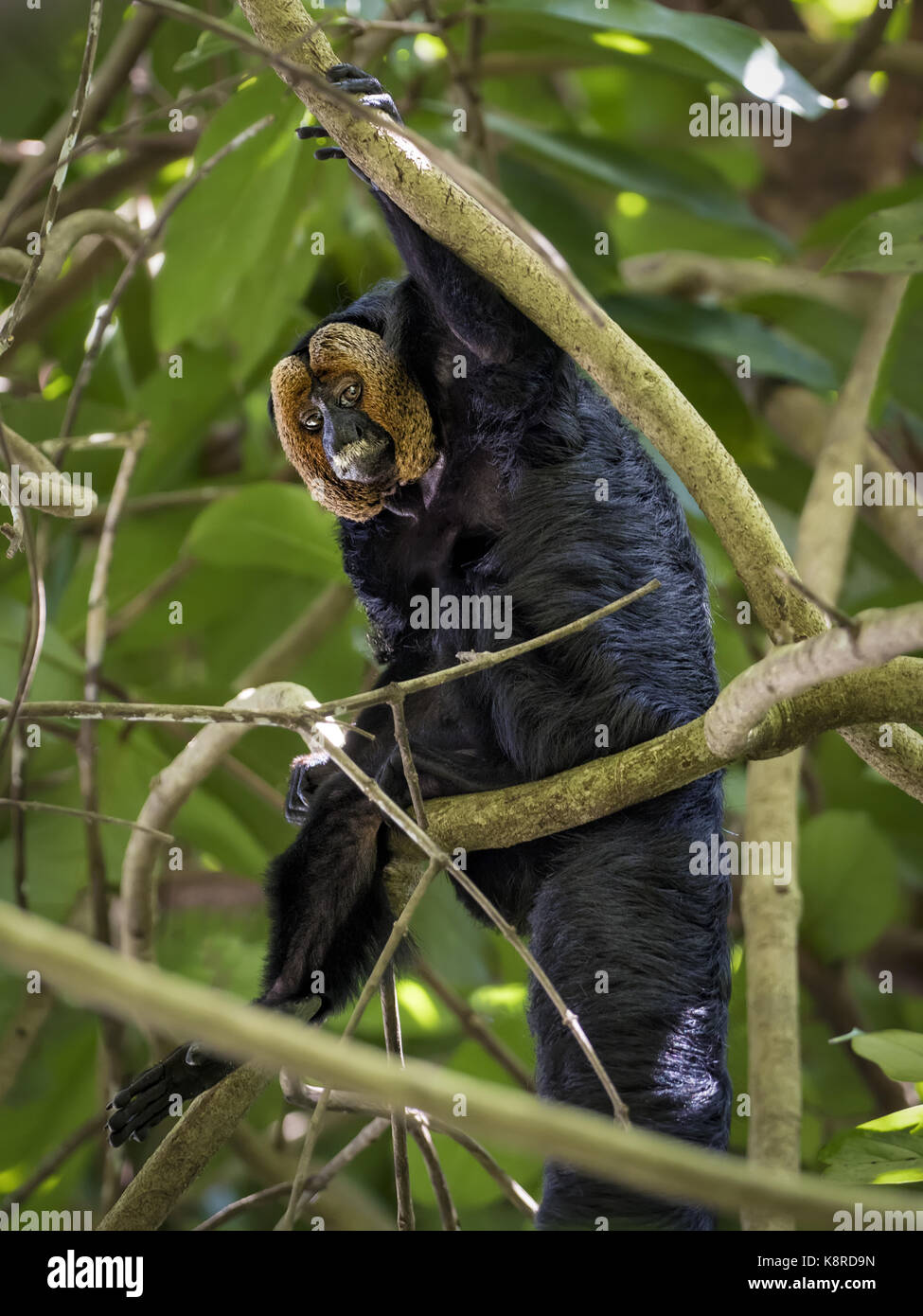 Pithecia pithecia chrysocephala hi-res stock photography and images - Alamy