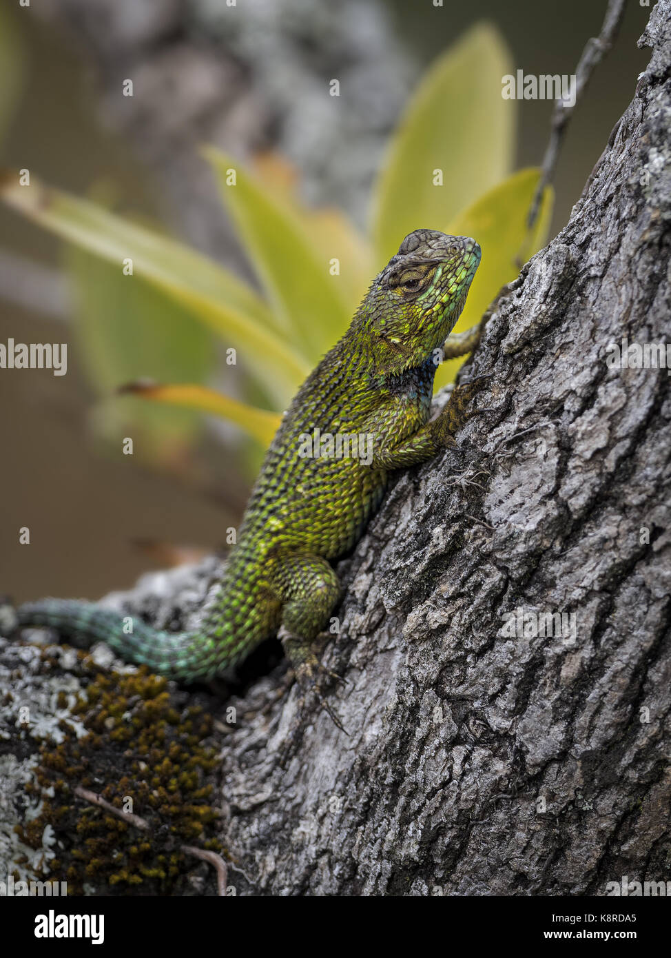 Emerald Swift Lizard (Sceloporus malachiticus), male, Chiriqui, Panama, March Stock Photo
