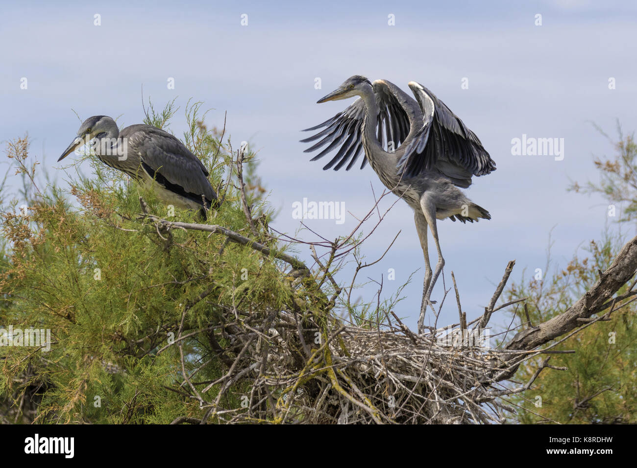 Grey heron (Ardea cinerea), two young at the nest learning to fly, Camargue, Bouches-du-Rh'ne, Provence, France, June Stock Photo