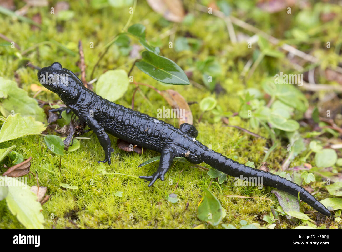 Alpine salamander (Salamandra atra), adult on ground, Niederhorn, Bernese Oberland, Switzerland, August Stock Photo
