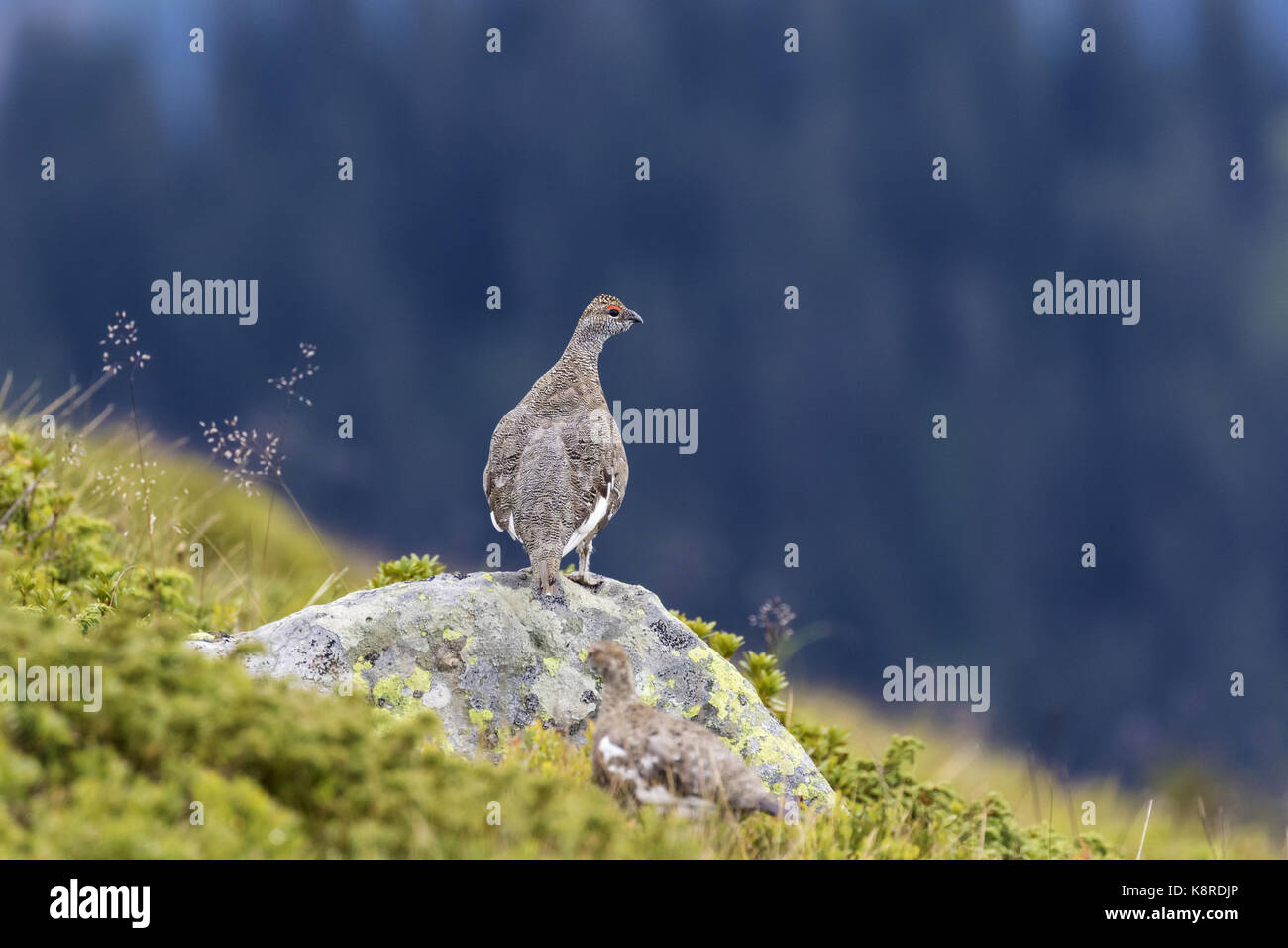 Rock Ptarmigan (Lagopus muta), adult male standing on rock, Niederhorn, Bernese Oberland, Switzerland, August Stock Photo