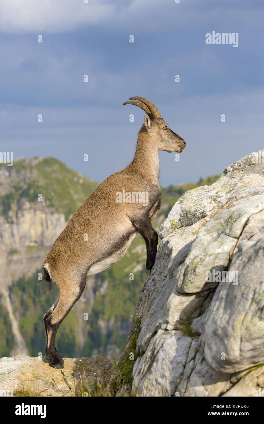 Alpine Ibex (Capra ibex), adult female climbing on rock, Niederhorn, Bernese Oberland, Switzerland, August Stock Photo