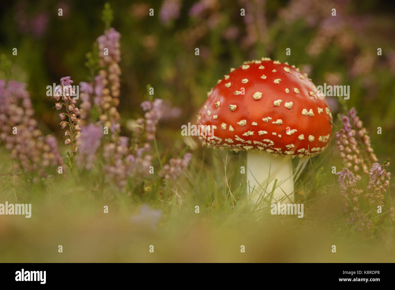 Fly Agaric (Amanita muscaria) fruiting body, growing amongst heather on heathland, South Norfolk, UK. September. Stock Photo