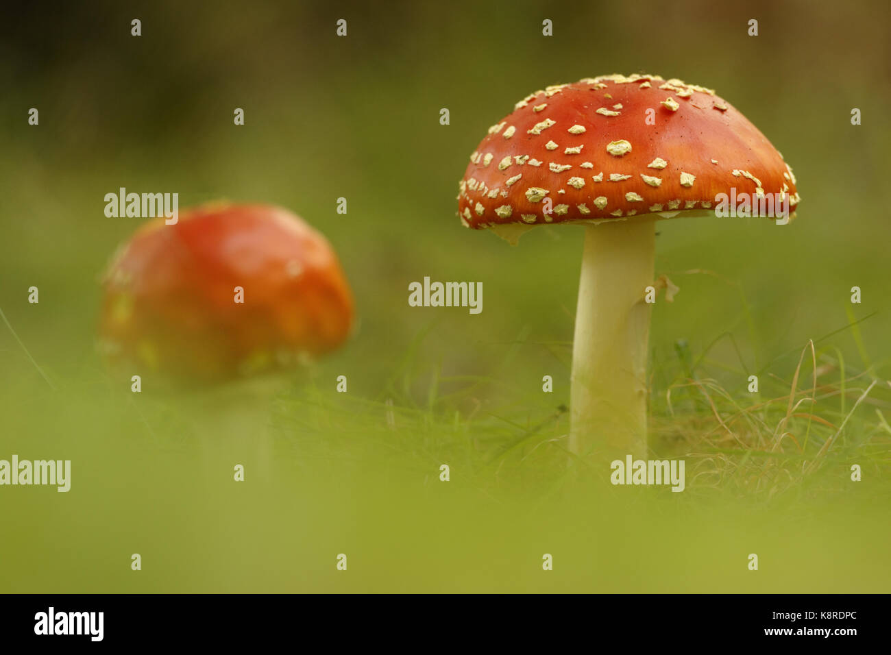 Fly Agaric (Amanita muscaria) fruiting body, growing in short grass, South Norfolk, UK. September. Stock Photo