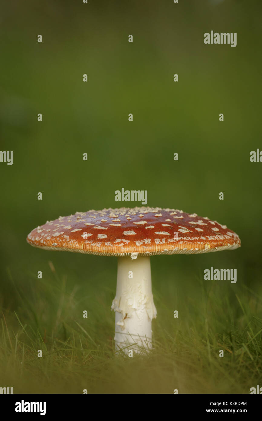 Fly Agaric (Amanita muscaria) fruiting body, growing in short grass, South Norfolk, UK. October. Stock Photo